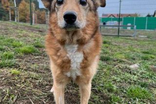 Te psy szukają domu, mieszkają w bydgoskim schronisku 