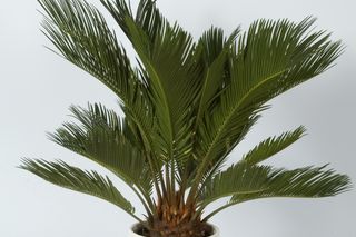 Sagowiec odwinięty = cykas - Cycas revoluta