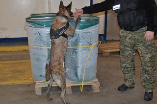 Największy przemyt kokainy