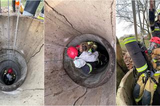 Pies wpadł do 20-metrowej studni! Dramatyczna akcja ratunkowa pod Krasnymstawem