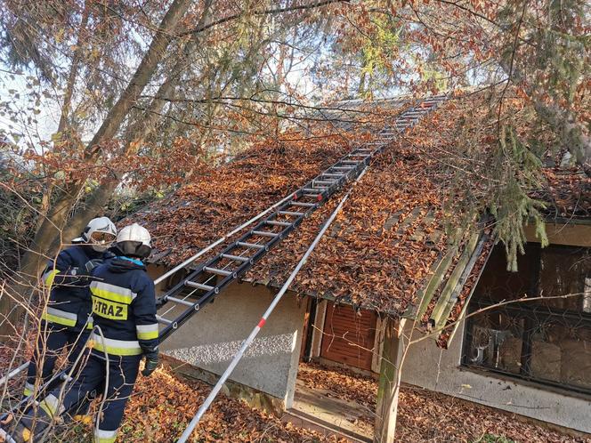 15-metrowe drzewo runęło na dom! Ogromne zagrożenie: „trzeba było ucinać konar po kawałku”  