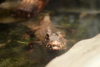 Kajman złapany we Wrocławiu trafił do ogrodu zoologicznego