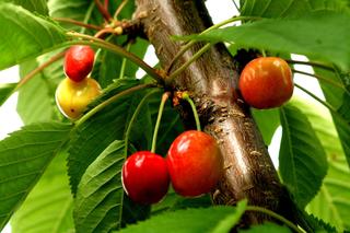 Czereśnia ‘Techlovan’ - Prunus avium ‘Techlovan’