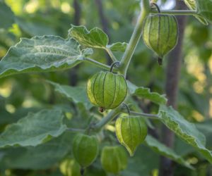 Miechunka peruwiańska