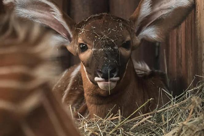 Cud narodzin w Warszawskim ZOO. Na świat przyszła piękna Bogini