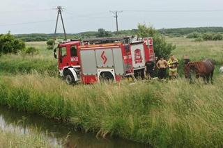 Koń wpadł do rzeki w Zamościu. Wystawała tylko głowa