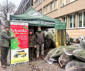 Akcja Choinka dla życia w Krakowie