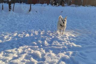 Schronisko dla zwierząt w Nowym Sączu zimą