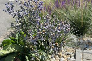 Zazieleniony teren parkingu i pasażu przed terminalami Katowice Airport