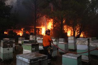 Ogromne pożary w Grecji. Mieszkańcy Aten mają nie wychodzić z domów