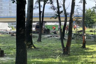 Linia tramwajowa do Mistrzejowic. Protest ws. wycinki drzew w Krakowie