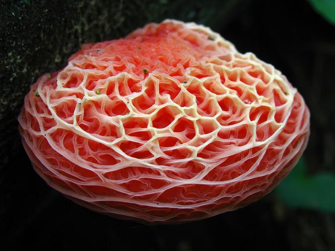Żyłkowiec różowawy  