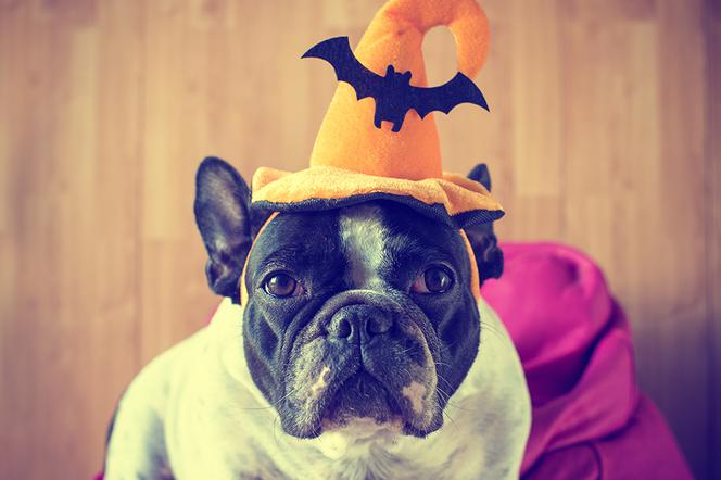 Amerykanie wydadzą rekordowo dużą kwotę na Halloween