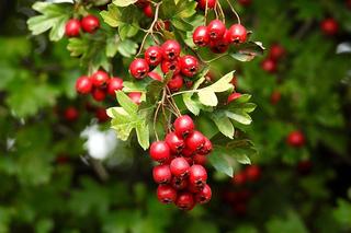 Te rośliny to bogactwo witamin i przeciwutleniaczy. Sprawdź, jak zrobić w domu syrop lepszy niż z apteki