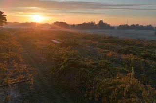 Wyjątkowe owoce rosną pod Bydgoszczą. Wiadomo już, że mini kiwi mają 20 składników odżywczych, a naukowcy nie skończyli liczyć
