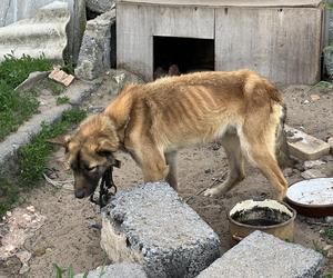 Horror w Lemierzycach. Głodzone psy uratowane w ostatniej chwili