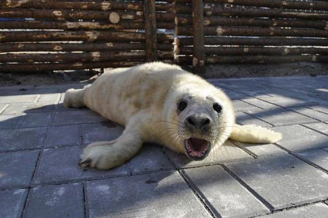 Turyści w pogoni za zdjęciem straszyli foki