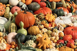 Piękne, ale... trujące? Sprawdź, które dynie nadają się tylko do dekoracji!