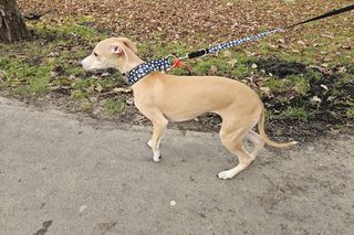 Chartoterapia dla WOŚP. Spacer charytatywny z pieskami po Parku Ludowym w Lublinie