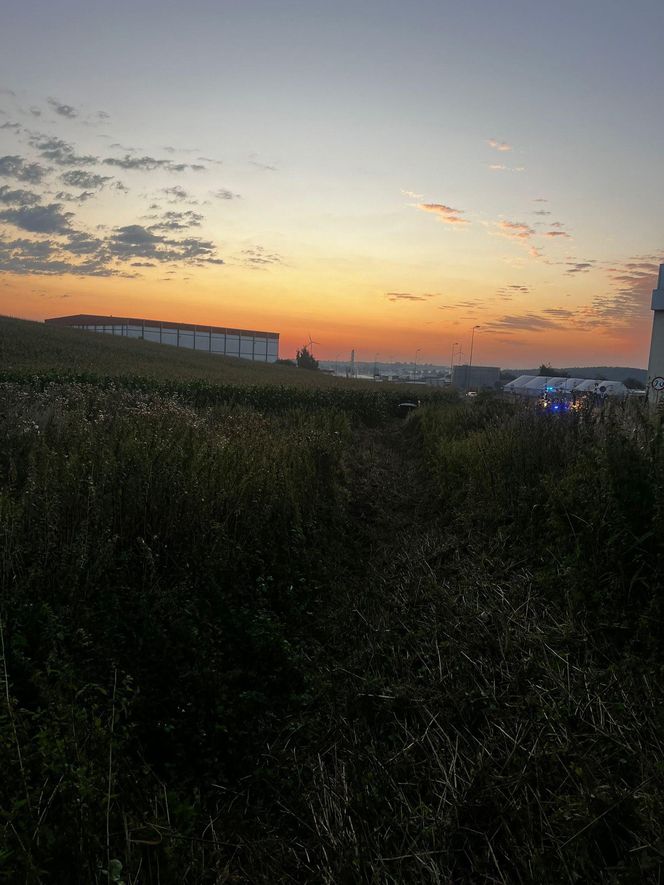 ​Zakończył jazdę... w polu kukurydzy. Policjanci ustalili, że to 21-latek z Gostynia