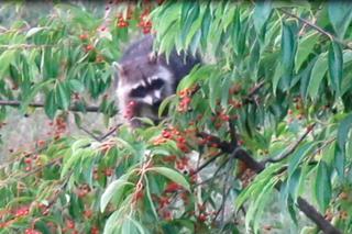 Niemieckie szopy piorą naszych