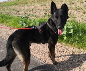  Grom - pies nie dla każdego! Czeka na adopcję w zamojskim schronisku