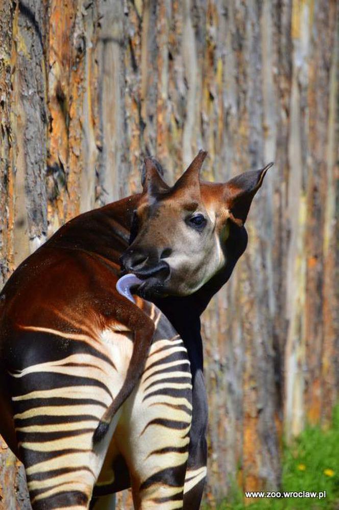 Oto, co żyrafy i okapi potrafią zrobić z językami