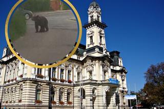 Nowy Sącz. Niedźwiedź spacerował ulicami miasta. Jest apel władz!