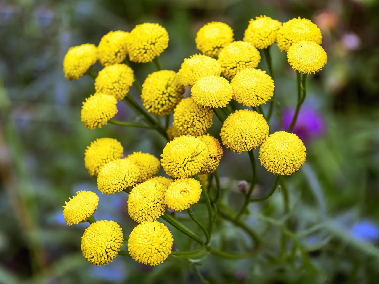 Wrotycz pospolity - właściwości i zastosowanie. Odstrasza kleszcze, zabija pasożyty. Co jeszcze potrafi?