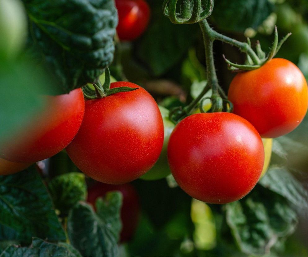 Letnie nawożenie warzywniaka. Sięgnij po tę herbatkę, a pomidory i ogórki będą smakowały jak nigdy dotąd