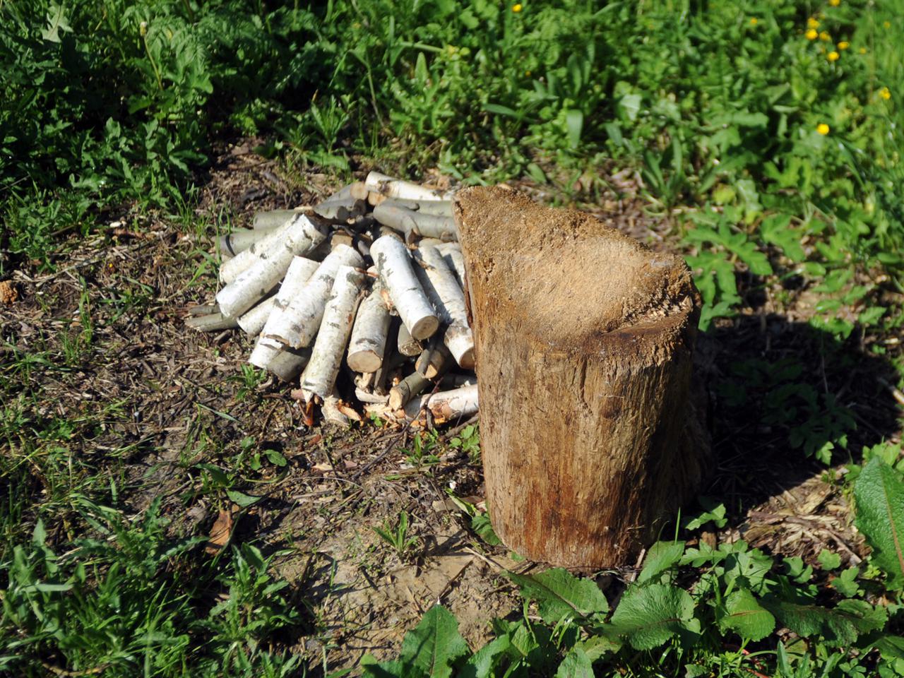 Idą siedzieć, bo jedli psy