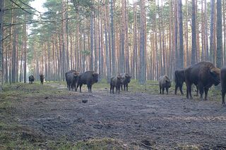 Stado żubrów w woj. lubelskim jest coraz liczniejsze