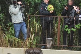 Wielkie święto w warszawskim ZOO. Hipopotamica Pelagia świętowała 37. urodziny