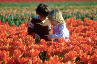  Posadź tulipany jesienią, a zakwitną wiosną