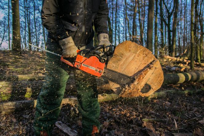 Katowice: Wytną ponad 20 drzew w Szopieniach. Dlaczego? Powody są zaskakujące