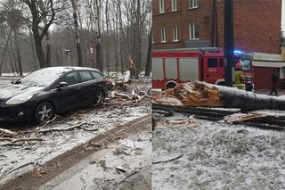 Wichura łamała drzewa jak zapałki! Kilkadziesiąt interwencji strażaków w Bydgoszczy i regionie [ZDJĘCIA]