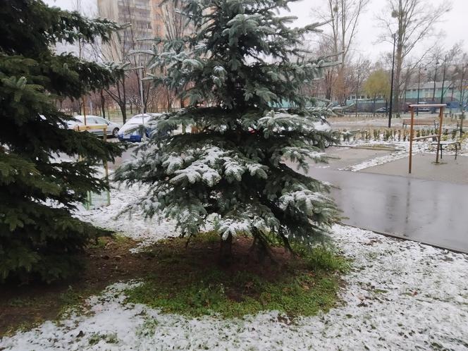 Pierwszy śnieg w Radomiu! Zobacz, jak rano wyglądało miasto