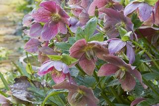 Byliny do cienia i półcienia