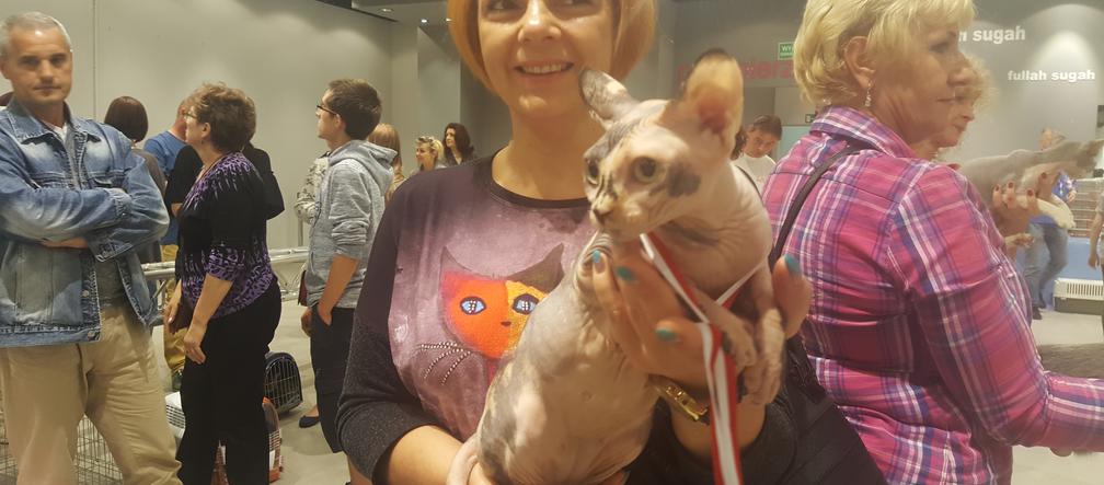 Gliwice kocią stolicą Polski. Trwa Międzynarodowa Wystawa Kotów Rasowych