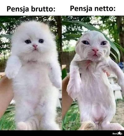 Memy o pracy