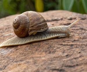 Ślimaki w ogrodzie. Co lubią jeść, jak się ich pozbyć? Zdjęcia