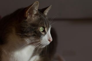 O kocie, który jeździł Toyotą. Odnalazł się tysiąc kilometrów od domu!
