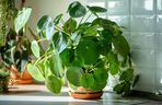 Pilea peperomioides