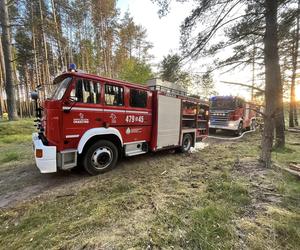 Wielki pożar lasu nieopodal Kołobrzegu. Strażacy zareagowali w porę