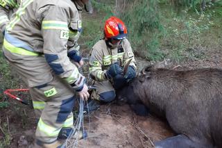 Kukle. Łoś zaplątał się w siatce leśnej. Na pomoc ruszyli strażacy z Sejn