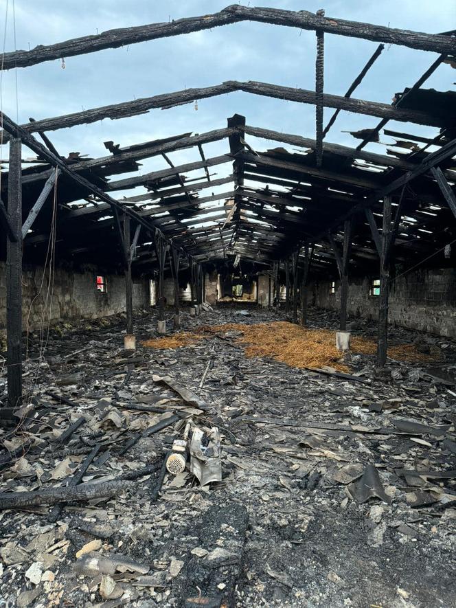 Potężny pożar kurnika w pow. radzyńskim Padło kilka tysięcy zwierząt. Zobacz