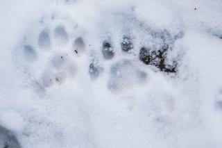 Zima w zoo we Wrocławiu. Zobacz, jak zwierzaki radzą sobie w chłodne dni 