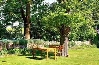 Dlaczego warto w ogrodzie sadzić drzewa? Jakie wybrać?