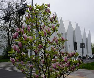 Szlak magnolii Szczecin