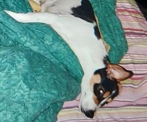 Za zabicie psa idzie za kratki